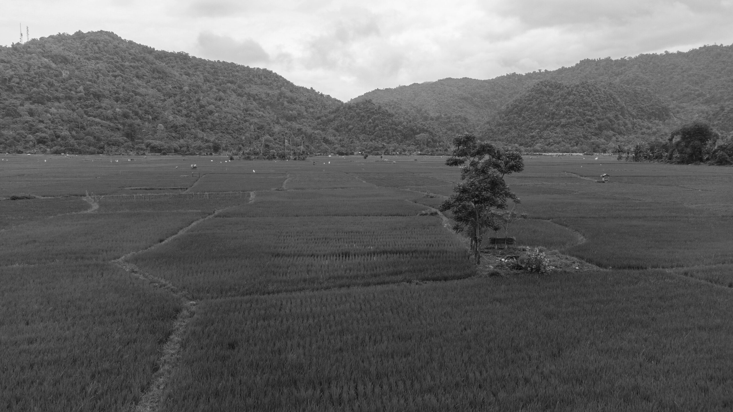 this-photo-tells-about-beauty-very-beautiful-rice-fields-aceh-besar-aceh-indonesia